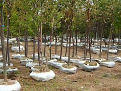 Plantan más de 1.000.000 de árboles para recuperar uno de los ecosistemas más importantes del mundo: es el mayor orgullo de este país