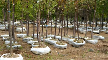 Plantan más de 1.000.000 de árboles para recuperar uno de los ecosistemas más importantes del mundo: es el mayor orgullo de este país