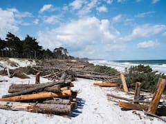 El 25 de diciembre podría salvar el planeta | Los científicos revelan el secreto detrás de los Árboles de Navidad como barrera natural contra catástrofes