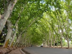 Cinco ciudades argentinas, reconocidas por la ONU por el cuidado de sus árboles