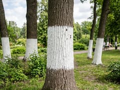 Pintar de blanco la mitad del tronco de los árboles: para qué sirve y por qué recomiendan hacer de esta única manera