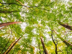 Sin precedentes | Un país logró plantar más de 10.000 millones de árboles en 3 años para reforestar uno de los bosques más importantes del mundo