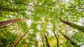 Sin precedentes | Un país logró plantar más de 10.000 millones de árboles en 3 años para reforestar uno de los bosques más importantes del mundo