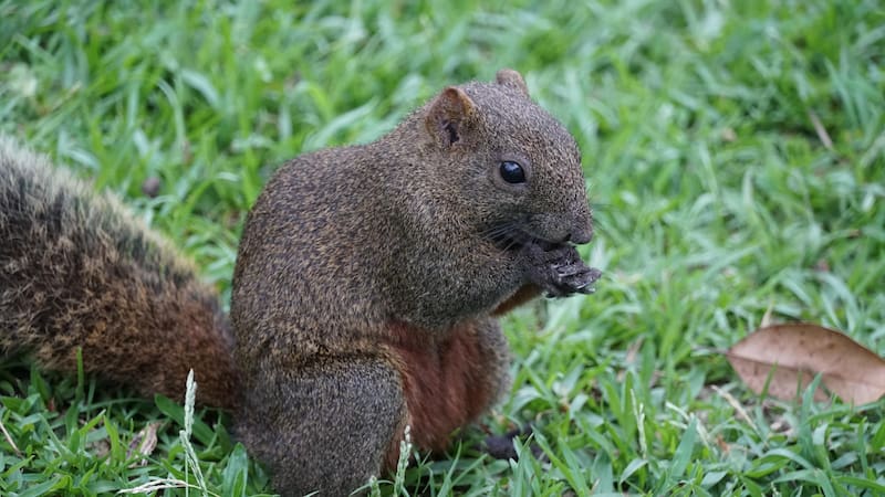 De acuerdo con estudios del Grupo de Ecología de Mamíferos Introducidos (EMI) de la Universidad Nacional de Luján, la población actual de esta especie supera los 100.000 ejemplares.