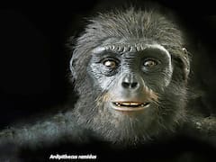 ¿Llegó el fin de la revolución tecnológica? Reciente hallazgo desafía la hipótesis de la evolución humana