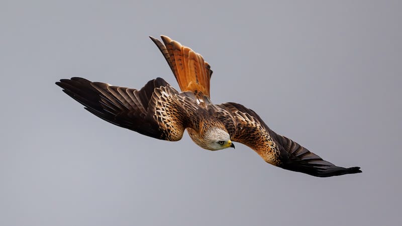 A Red Kite, a majestic scavenger bird of prey, hunts for food in the Welsh mountains