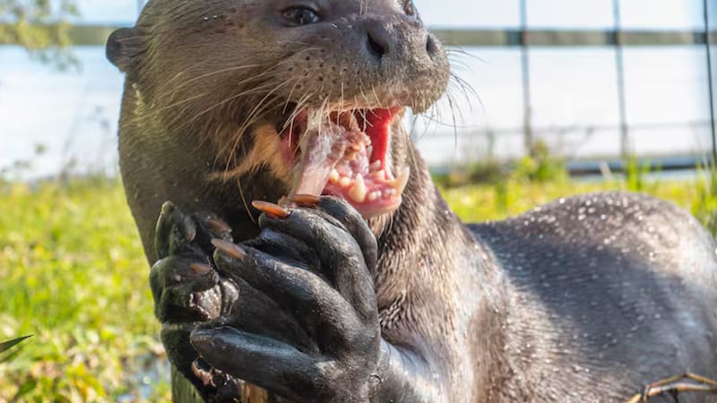Argentina hace historia con el regreso de este mamífero extinto hace más de 25 años en esta región