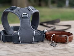 Arnés o collar para perros: cuál es la diferencia y cuál conviene usar en los paseos diarios