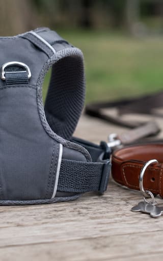 Arnés o collar para perros: cuál es la diferencia y cuál conviene usar en los paseos diarios