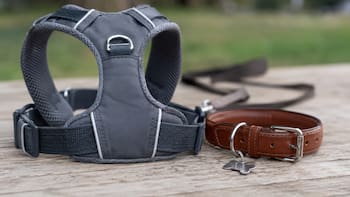 Arnés o collar para perros: cuál es la diferencia y cuál conviene usar en los paseos diarios