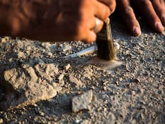 El hallazgo del siglo | Arqueólogos descubren fósiles de perezosos gigantes de hace más de 10.000 años