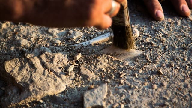 El hallazgo del siglo | Arqueólogos descubren fósiles de perezosos gigantes de hace más de 10.000 años