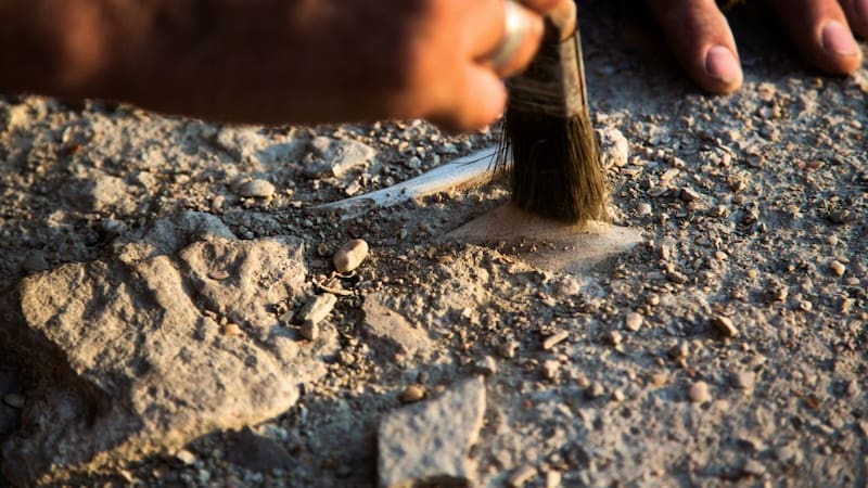 El hallazgo del siglo | Arqueólogos descubren fósiles de perezosos gigantes de hace más de 10.000 años. (Fuente: Shutterstock).