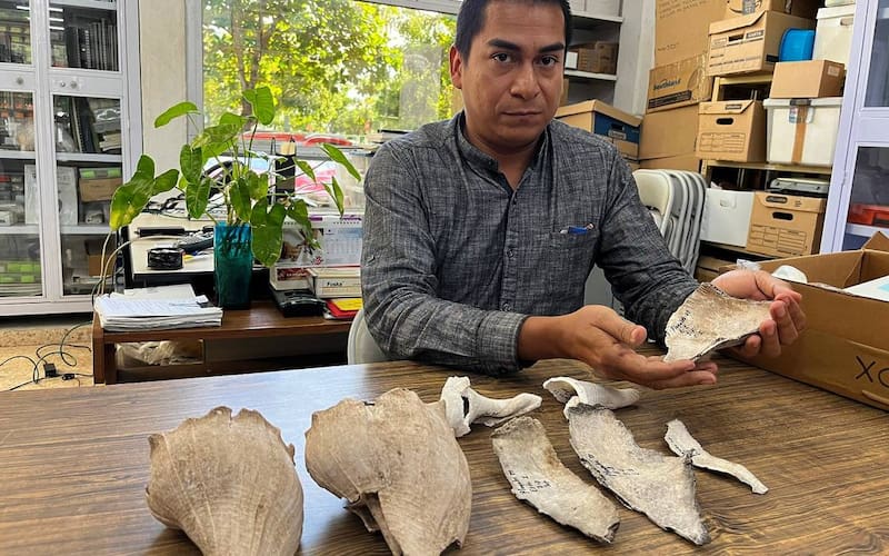 Arqueólogos descubrieron en Yucatán un campamento maya donde se cocinaban caracoles y se fabricaban utensilios hace siglos.