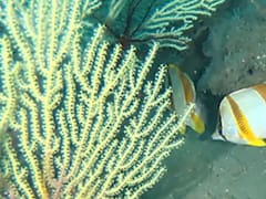 Encuentran un arrecife de coral vivo frente a Benín que se creía extinto por 60 años