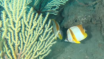 Encuentran un arrecife de coral vivo frente a Benín que se creía extinto por 60 años
