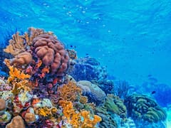 Buscan voluntarios para monitorear arrecifes, restaurar corales y estudiar especies marinas en una pequeña isla volcánica frente a la costa de Madagascar