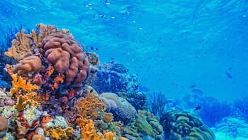 Buscan voluntarios para monitorear arrecifes, restaurar corales y estudiar especies marinas en una pequeña isla volcánica frente a la costa de Madagascar