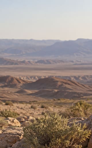 Liberaron 28 asnos en pleno desierto y los dejaron vivir en libertad: 40 años después, el resultado sorprendió a todos