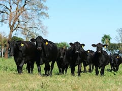 Financiamiento vertical: acuerdo para desarrollar la cadena productiva de una raza bovina