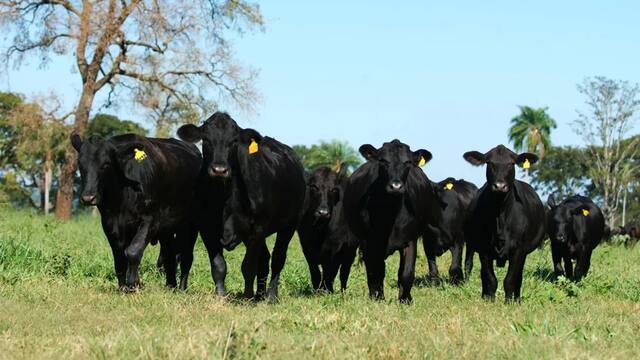 Financiamiento vertical: acuerdo para desarrollar la cadena productiva de una raza bovina