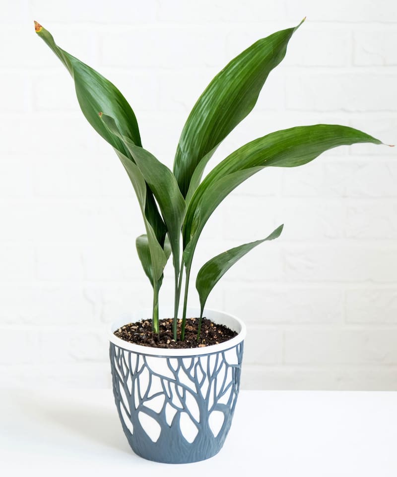 La aspidistra reúne tres características que la hacen ideal para quienes no tienen tiempo ni espacio.