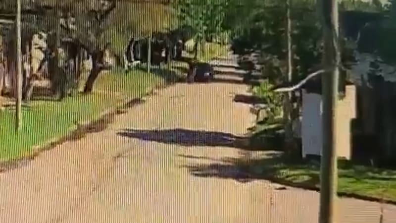 Discutió con un conocido y al día siguiente lo atropelló: el impactante video.