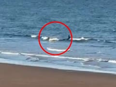 “Nunca vimos algo así”: una orca protagonizó un aterrador episodio al confundir a un hombre y su kayak con una presa