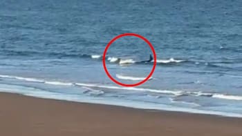 “Nunca vimos algo así”: una orca protagonizó un aterrador episodio al confundir a un hombre y su kayak con una presa