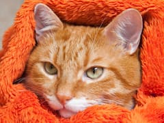 Tu gato podría estar enfermo y no te lo dice | Los síntomas de la gripe felina que nunca debes ignorar