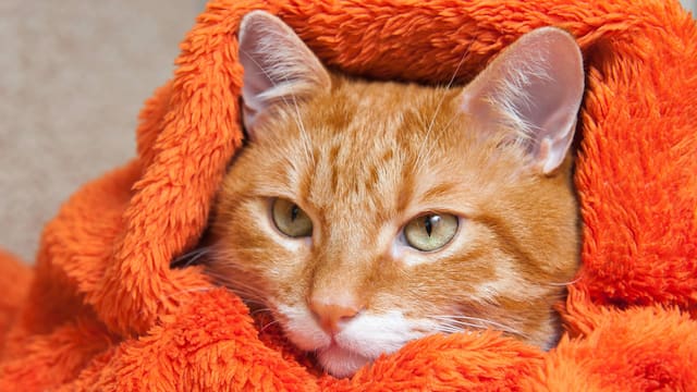 Tu gato podría estar enfermo y no te lo dice | Los síntomas de la gripe felina que nunca debes ignorar