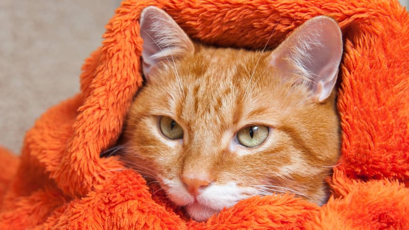 Gatos enfermeros por gripe: síntomas