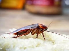 Expertos advierten por qué nunca debes aplastar una cucaracha: el riesgo oculto que podría afectar tu salud