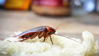 Expertos advierten por qué nunca debes aplastar una cucaracha: el riesgo oculto que podría afectar tu salud