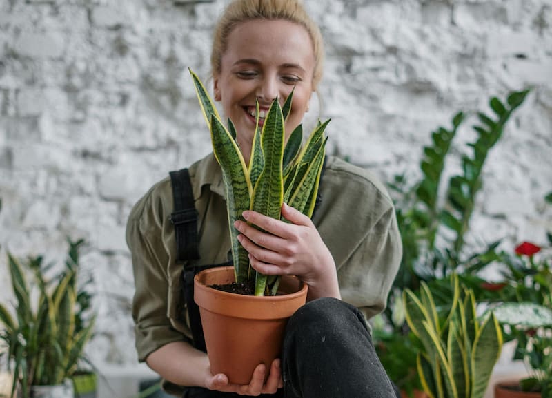 Ubicar la lengua de suegra cerca de la entrada del hogar ayuda a filtrar las energías negativas. (Fuente: Archivo)