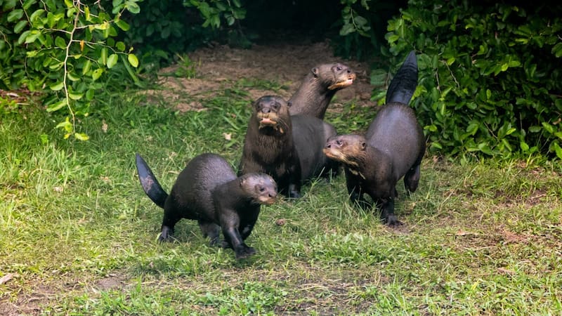 Argentina hace historia con el retorno de este mamífero en riesgo de extinción | Llevan años luchando por su reintroducción (foto: archivo).