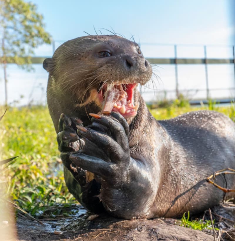 Argentina logra historia con el regreso de este mamífero en peligro de extinción | Llevan años luchando por su reintroducción (foto: archivo)