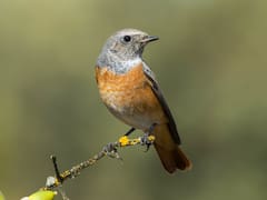 Qué significa que las aves canten en tu casa o parque, según la biología