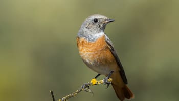 Qué significa que las aves canten en tu casa o parque, según la biología