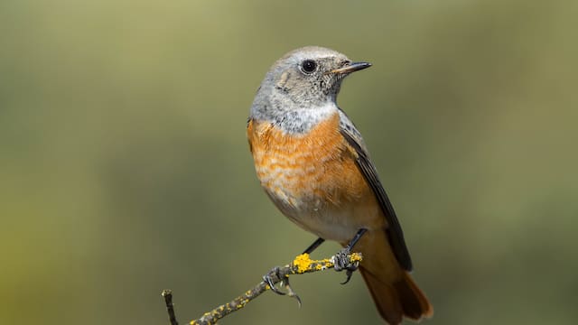 Qué significa que las aves canten en tu casa o parque, según la biología