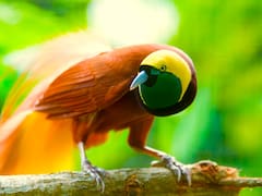 Descubrimiento sin precedentes: hallaron un “ave fluorescente” que puede desafiar los fundamentos de la biología