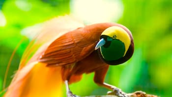 Descubrimiento sin precedentes: hallaron un “ave fluorescente” que puede desafiar los fundamentos de la biología