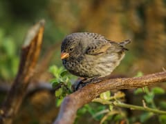 Qué significa que las aves canten en tu casa o jardín, según la ciencia