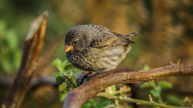 Qué significa que las aves canten en tu casa o jardín, según la ciencia