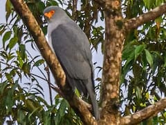 Hallazgo histórico: un ave que se creía extinta reaparece tras medio siglo sin registros oficiales