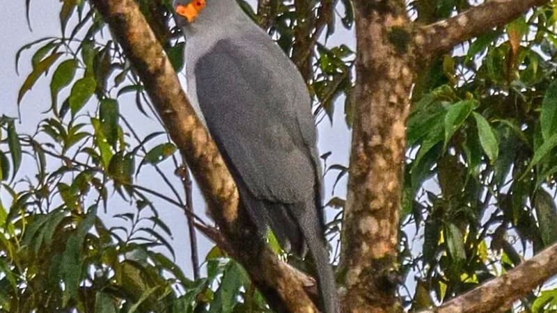 Hallazgo histórico: un ave que se creía extinta reaparece tras medio siglo sin registros oficiales.