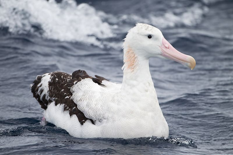 La aparición del depredador provocó una fuerte disminución de algunas de las especies más representativas de la isla (Fuente: Wikimedia Commons).