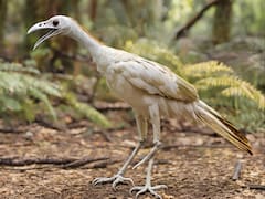 Sin precedentes | Científicos hallan el ave más antigua de la historia: tiene 172 millones de años