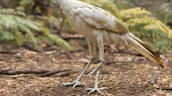 Sin precedentes | Científicos hallan el ave más antigua de la historia: tiene 172 millones de años