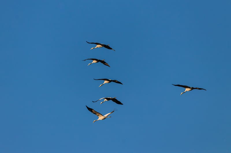 El Sol funciona como una brújula para muchas especies migratorias.